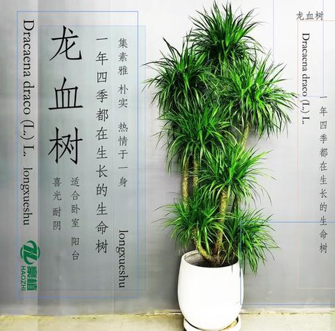 迷你世界怎么龙血树[图1]