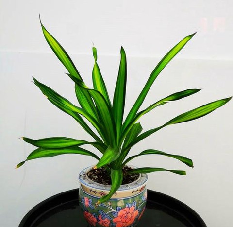 迷你世界怎么龙血树[图2]